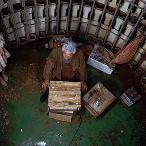 Fotoğraf Inkan, gongkan, sikan grigo inkan