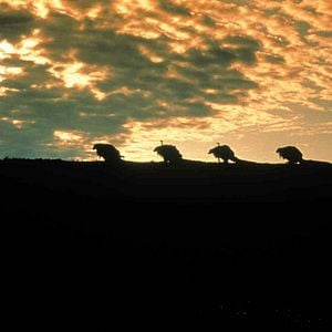 Fotoğraf Dark Crystal, The