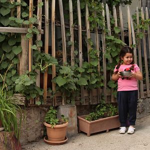 Fotoğraf Kiraz Mevsimi