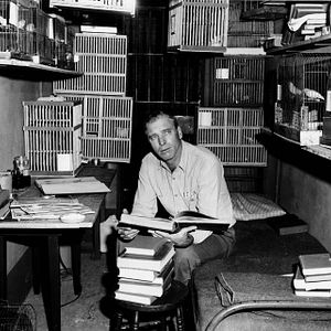 Fotoğraf Alkatraz Kuşçusu