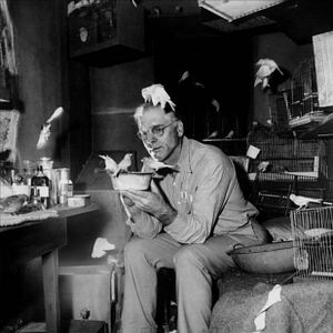 Fotoğraf Alkatraz Kuşçusu