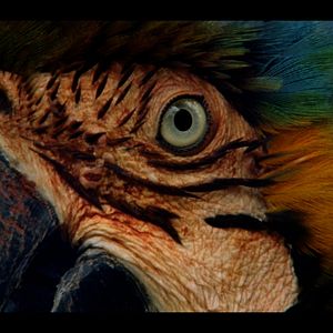 Fotoğraf Chuva é Cantoria na Aldeia dos Mortos