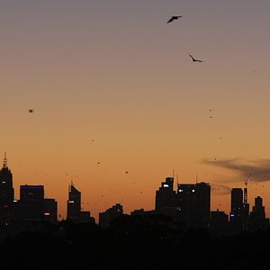 Fotoğraf Singled (Out)