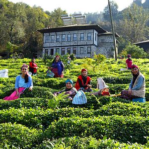 Fotoğraf Ege'nin Hamsisi