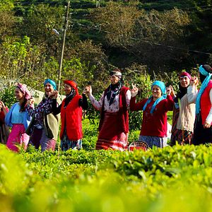 Fotoğraf Ege'nin Hamsisi