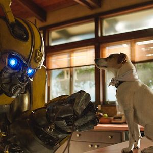 Fotoğraf Bumblebee