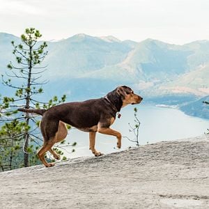 Fotoğraf Sadık Dostum