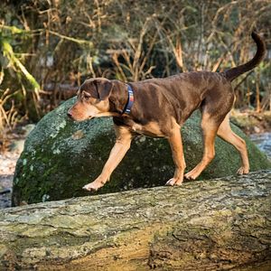 Fotoğraf Sadık Dostum