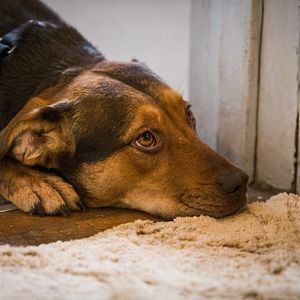 Fotoğraf Sadık Dostum