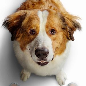 Fotoğraf Dostumun Yolculuğu