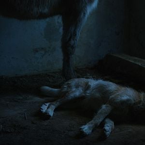 Fotoğraf Ich war zuhause, aber...