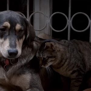 Fotoğraf Sokağın Çocukları