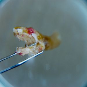 Fotoğraf Muere, Monstruo, Muere