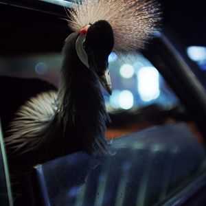 Fotoğraf O Beautiful Night