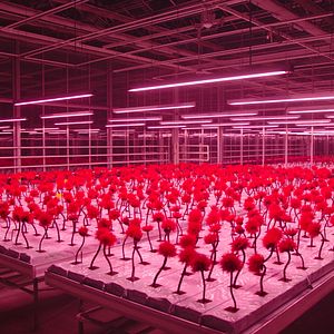 Fotoğraf Küçük Joe