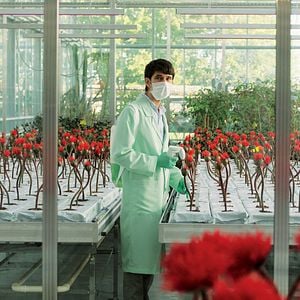 Fotoğraf Küçük Joe