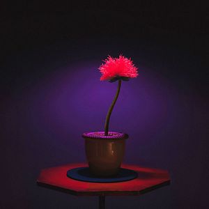 Fotoğraf Küçük Joe