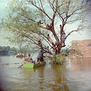 Fotoğraf A Tanú (The Witness)