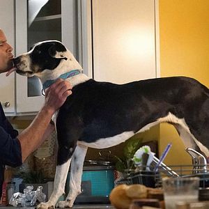 Fotoğraf The Unicorn