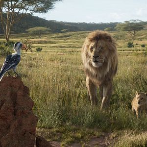 Fotoğraf Aslan Kral