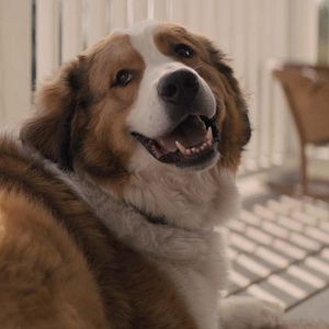 Fotoğraf Dostumun Yolculuğu