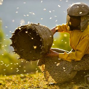 Fotoğraf Bal Ülkesi