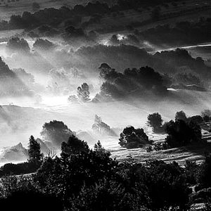 Fotoğraf Boyalı Kuş