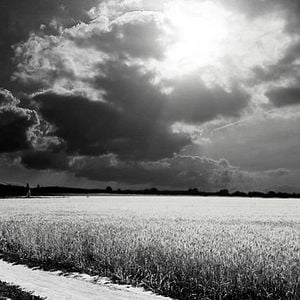 Fotoğraf Boyalı Kuş