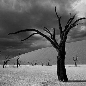 Fotoğraf Boyalı Kuş