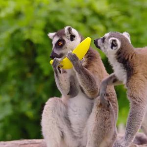 Fotoğraf Konuşan Hayvanlar