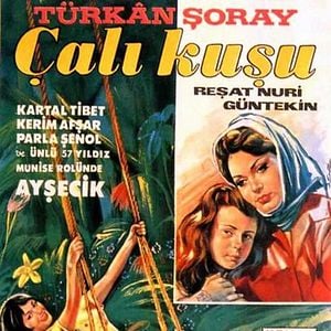 Fotoğraf Çalıkuşu