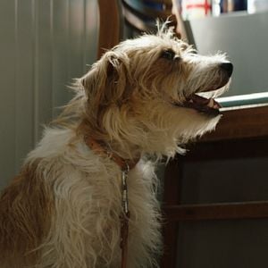 Fotoğraf Smuggling Hendrix