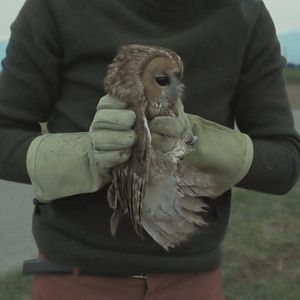 Fotoğraf L'Île Aux Oiseaux