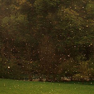 Fotoğraf Zgodbe iz kostanjevih gozdov