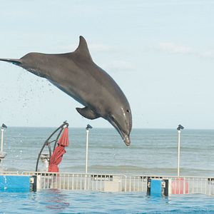 Fotoğraf Bernie The Dolphin