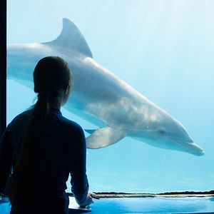 Fotoğraf Bernie The Dolphin