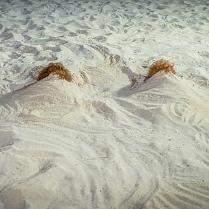 Fotoğraf Barb ve Star Tatilde