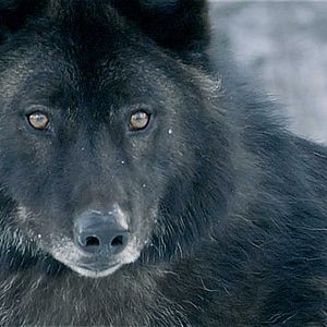 Fotoğraf Daughter of the Wolf