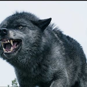 Fotoğraf Daughter of the Wolf