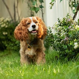 Fotoğraf Lady And The Tramp