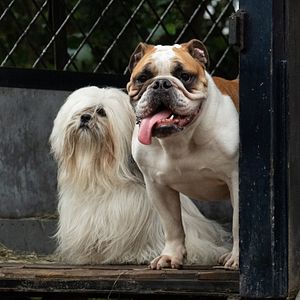 Fotoğraf Lady And The Tramp