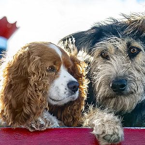 Fotoğraf Lady And The Tramp