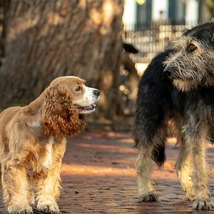 Fotoğraf Lady And The Tramp