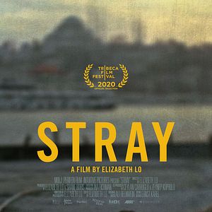 Fotoğraf Stray