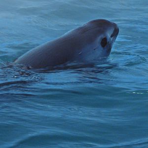 Fotoğraf Sea of Shadows