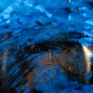 Fotoğraf The One and Only Ivan