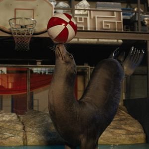 Fotoğraf The One and Only Ivan