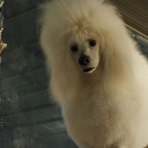 Fotoğraf The One and Only Ivan