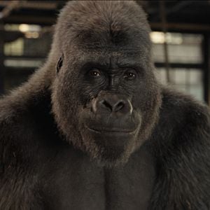 Fotoğraf The One and Only Ivan