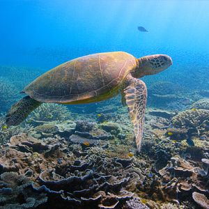 Fotoğraf David Attenborough: Gezegenimizde Bir Yaşam